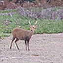 Hog Deer in Kangaroo habitat