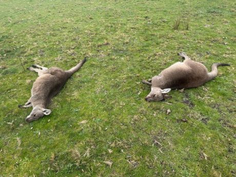 Dead Kangaroos at Shearwater development site Paynesville
