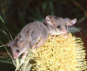 Pygmy Possums